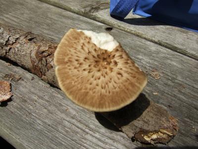Polyporus (Favolus) alveolaris422.JPG