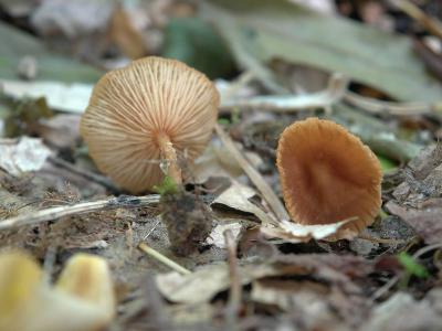 Laccaria laccata va. pallidifolia7453.jpg