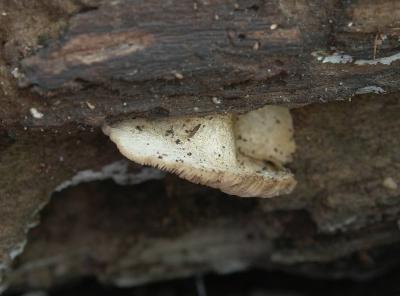 Crepidotus mollis7405.JPG