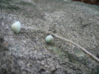 Mycena subcerulea3231.JPG