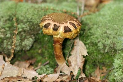 Xerocomus (Boletus) chrysenteron8288.JPG