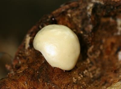 Enteridium lycoperdon8190.JPG