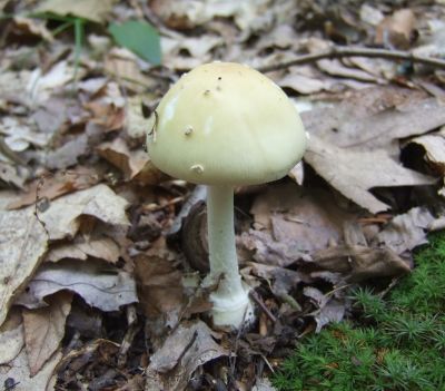 Amanita citrina2252.jpg