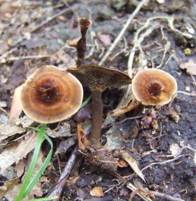 Coltricia cinnamomea2338.jpg