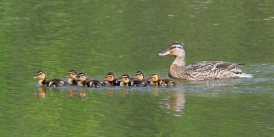 Baby Ducks and Mom