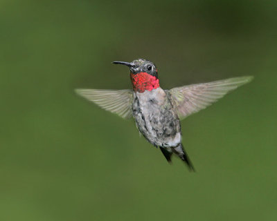 Ruby Throated Hummingbird (male)