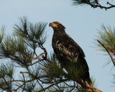 Juvenilte Bald Eagle Taken at Hilton Head