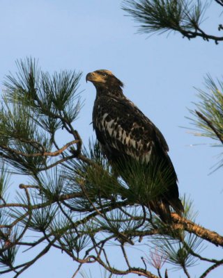 Juvenile Bald Eagle Taken on Hilton Head