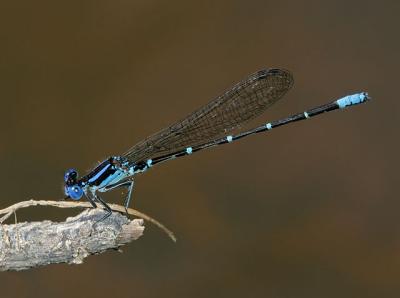 Blue Ringed Dancer