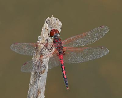 Red Veined Pennant (2006)