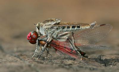 Robberfly Eating a Dragonfly