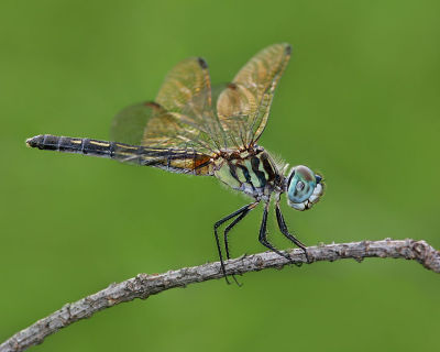 Blue Dasher (female)