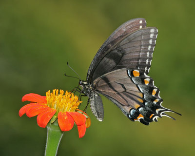 Tiger Swallowtail (dark form is always female)