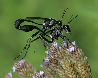 Mating Thread Waisted Wasp