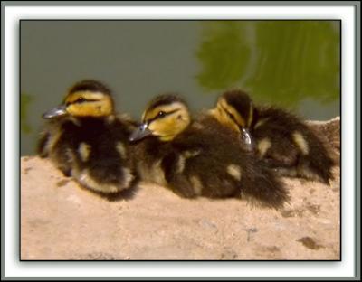 Trio of Ducklings