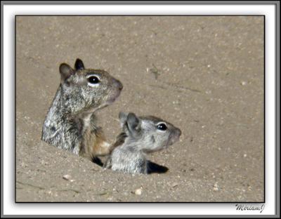 Squirrels