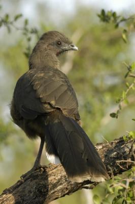 Chachalaca