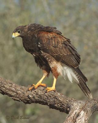 Young Harris's Hawk