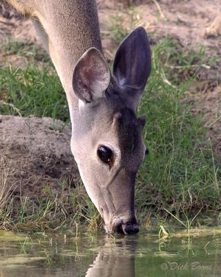 Thirsty Young Whitetail Buck