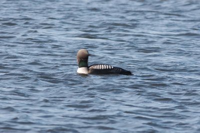 Loons and Grebes