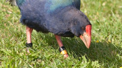 New Zealand - Birds
