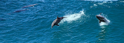 Dolphins at Point Lookout_MG_6847.jpg