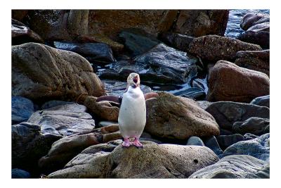 g4/84/323584/3/61408322.YellowEyedPenguin2Size2copy.jpg