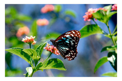g4/84/323584/3/61497589.BlueTigerTirumalahamata2copy.jpg