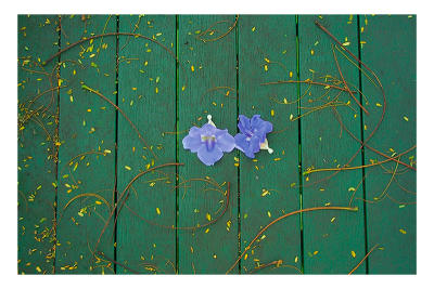Blue flowers. Windfall
