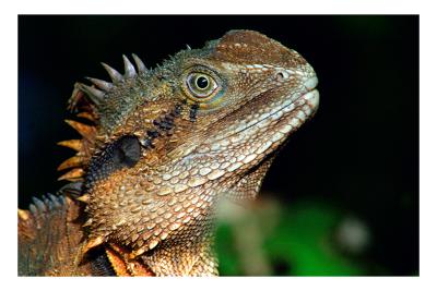 g4/84/323584/3/61497619.EasternWaterDragonheadcopy.jpg