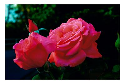 Evening roses
