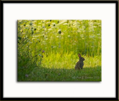 _ACT7371.tif