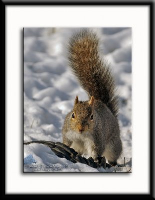 PAS_0431-1.tif