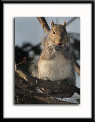 PAS_0424-1.tif