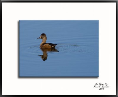 Wood Duck.tif