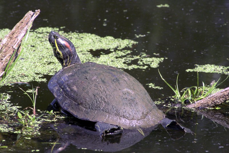 Sunbathing turtle