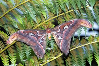 Attacus atlas (atlas moth)