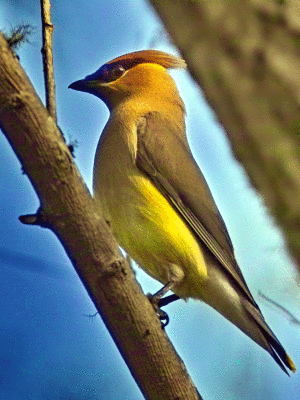 Cedar Waxwing