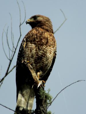 Red Shoulder Hawk