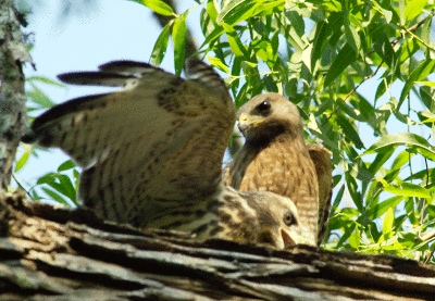Red Shoulder Parent Feeding Young