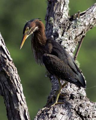 Green Heron