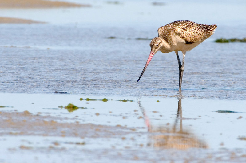 Marbled Godwit