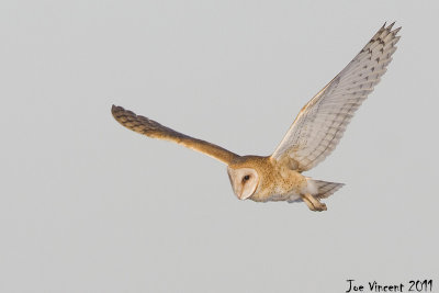 BarnOwl