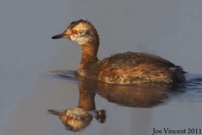 HornedGrebe