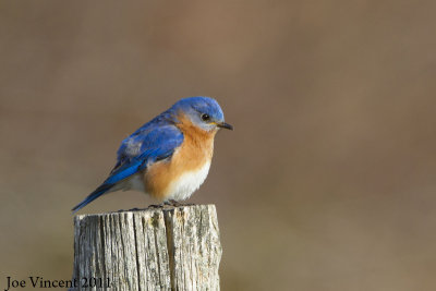 Bluebird