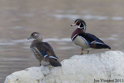 WoodDucks