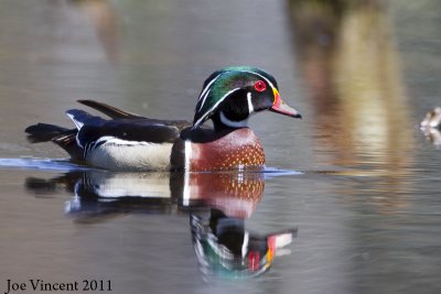 WoodDuck