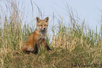 RedFox