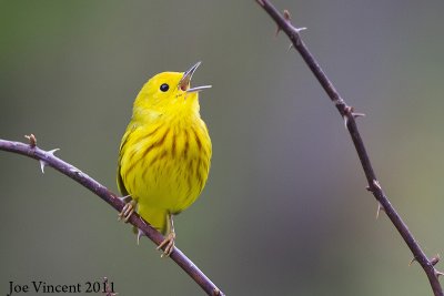 YellowWarbler