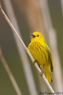 YellowWarbler